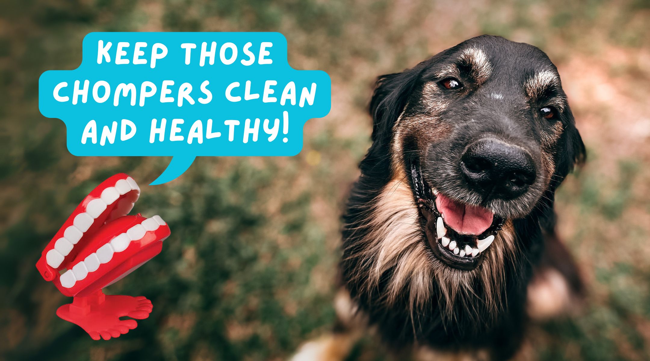 Dental Care for Pets