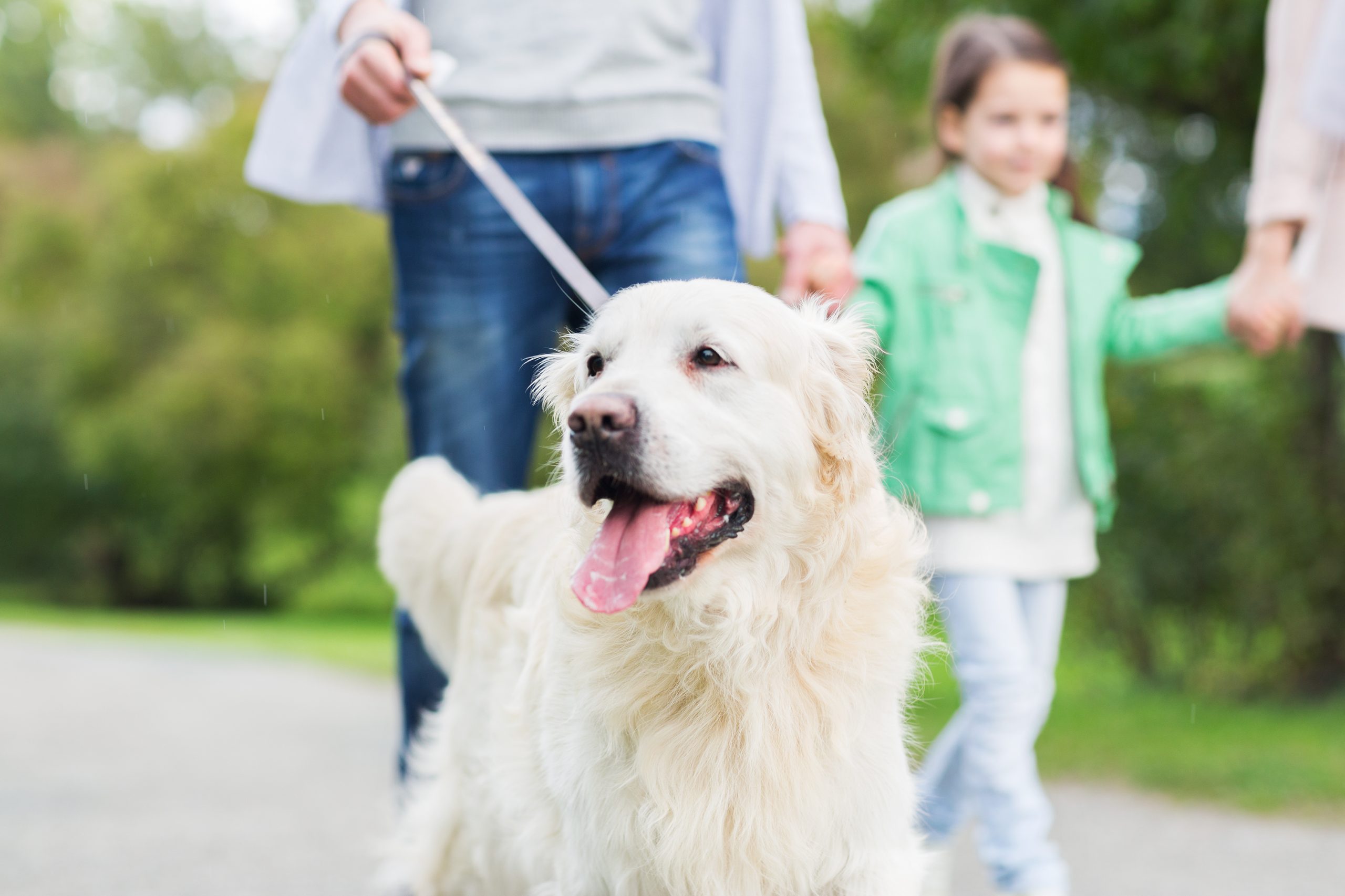 The Importance of Balanced Nutrition for Dog Health