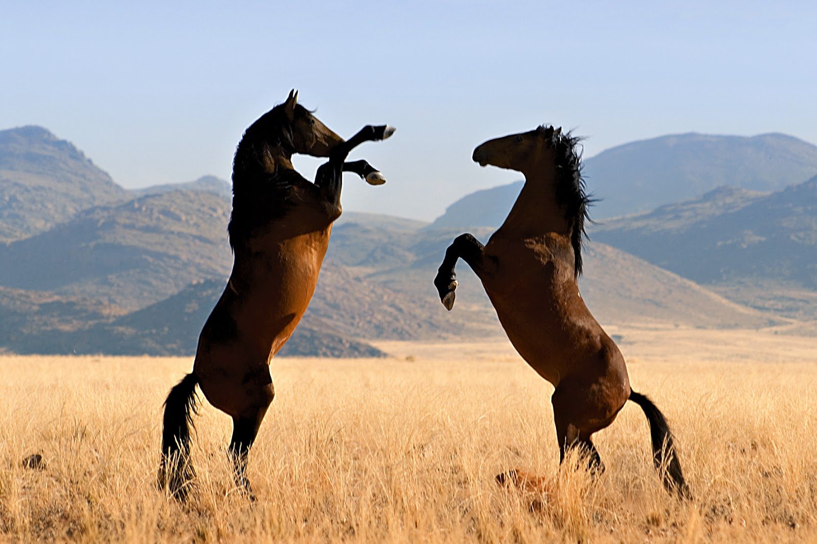The Importance of Balanced Nutrition for Animal Health